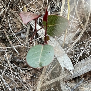 Hardenbergia violacea (False Sarsaparilla) at Aranda, ACT - 21 Jun 2025 by Jennybach