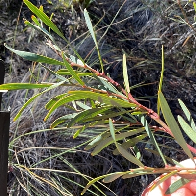 Daviesia mimosoides (Bitter Pea) at Aranda, ACT - 21 Jun 2025 by Jennybach