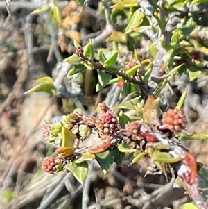 Acacia gunnii (Ploughshare Wattle) at Aranda, ACT - 21 Jun 2025 by Jennybach