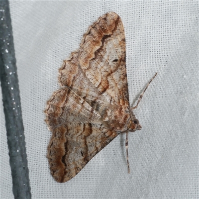 Gastrinodes bitaeniaria (Buff Bark Moth) at Freshwater Creek, VIC - 11 May 2025 by WendyEM