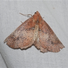 Mnesampela comarcha (Dry-leaf Gum Moth) at Freshwater Creek, VIC - 10 May 2025 by WendyEM
