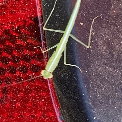 Pseudomantis albofimbriata by lbradley