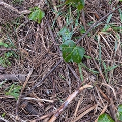 Hedera sp. (Ivy) at Greenway, ACT - 15 Jun 2025 by KaleenBruce