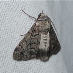Stibaroma undescribed species sp.(2) (MoV, Part 5) (A Line-moth (Diptychini) at Freshwater Creek, VIC - 11 May 2025 by WendyEM