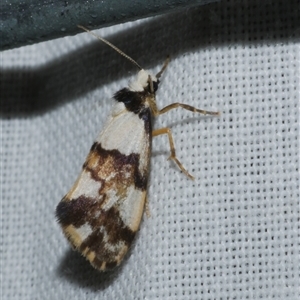 Philenora aspectalella (Little Mask Philenora) at Freshwater Creek, VIC - 10 May 2025 by WendyEM