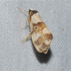Philenora aspectalella (Little Mask Philenora) at Freshwater Creek, VIC - 10 May 2025 by WendyEM