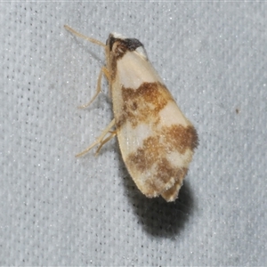 Philenora aspectalella (Little Mask Philenora) at Freshwater Creek, VIC - 10 May 2025 by WendyEM