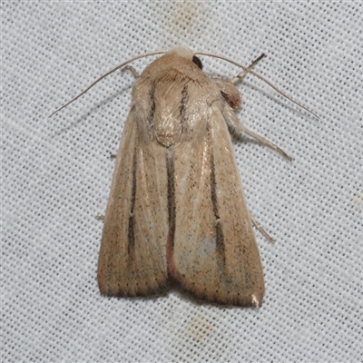 Leucania diatrecta (A Noctuid moth) at Freshwater Creek, VIC - 10 May 2025 by WendyEM