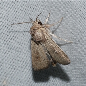 Leucania uda (A Noctuid moth) at Freshwater Creek, VIC - 10 May 2025 by WendyEM