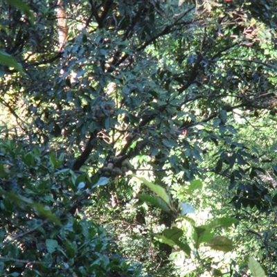 Syzygium kuranda at Syndicate, QLD - 2 Aug 2017 by JasonPStewartNMsnc2016