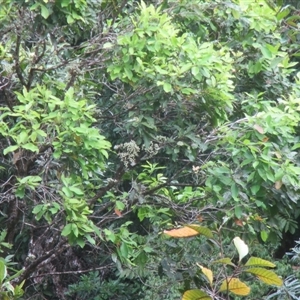 Syzygium kuranda at Syndicate, QLD - 6 Oct 2018 05:01 PM