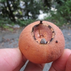 Syzygium kuranda at Mossman Gorge, QLD - 31 May 2022 07:27 AM
