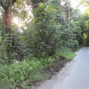 Syzygium kuranda at Mossman Gorge, QLD - 31 May 2022 07:27 AM