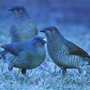 Ptilonorhynchus violaceus (Satin Bowerbird) at Stirling, ACT - 21 Jun 2025 by Harrisi