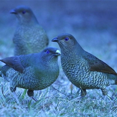 Ptilonorhynchus violaceus (Satin Bowerbird) at Stirling, ACT - 21 Jun 2025 by Harrisi