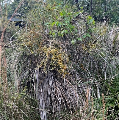 Unverified Other Shrub at Main Creek, NSW - 16 Jun 2025 by Warrigal