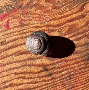 Pommerhelix sp. (genus) (A land snail) at Main Creek, NSW - 22 Jun 2025 by Warrigal
