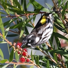 Phylidonyris novaehollandiae at West Wodonga, VIC - 21 Jun 2025 11:22 AM
