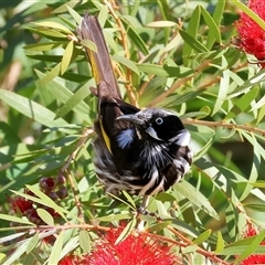 Phylidonyris novaehollandiae at West Wodonga, VIC - 21 Jun 2025 11:22 AM