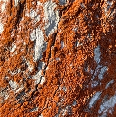 Caloplaca sp. at Lerida, NSW - 21 Jun 2025 by RWPurdie