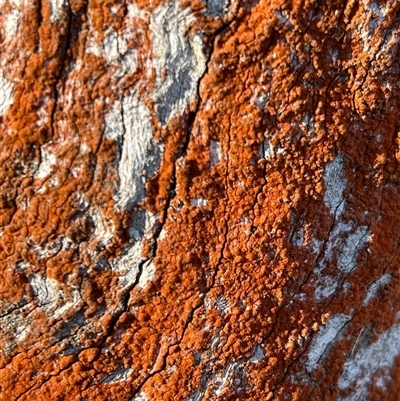 Caloplaca sp. at Lerida, NSW - 21 Jun 2025 by RWPurdie