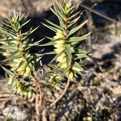 Melichrus urceolatus (Urn Heath) at Lerida, NSW - 21 Jun 2025 by RWPurdie