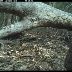 Vombatus ursinus (Common wombat, Bare-nosed Wombat) at Bucketty, NSW - 9 Jun 2025 by MartinPredavec