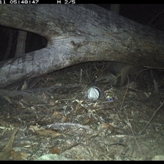 Wallabia bicolor (Swamp Wallaby) at Bucketty, NSW - 11 Jun 2025 by MartinPredavec