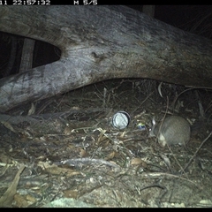 Perameles nasuta (Long-nosed Bandicoot) at Bucketty, NSW - 11 Jun 2025 by MartinPredavec