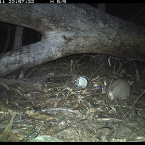 Perameles nasuta (Long-nosed Bandicoot) at Bucketty, NSW - 11 Jun 2025 by MartinPredavec