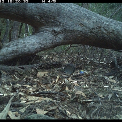 Wallabia bicolor (Swamp Wallaby) at Bucketty, NSW - 12 Jun 2025 by MartinPredavec