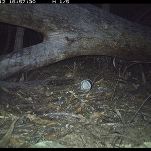 Antechinus flavipes at Bucketty, NSW - 12 Jun 2025 04:57 PM