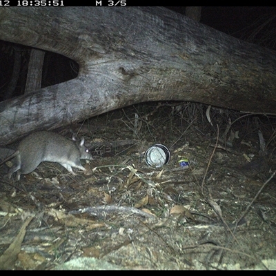 Perameles nasuta (Long-nosed Bandicoot) at Bucketty, NSW - 11 Jun 2025 by MartinPredavec