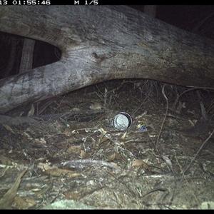 Antechinus flavipes (Yellow-footed Antechinus) at Bucketty, NSW - 12 Jun 2025 by MartinPredavec