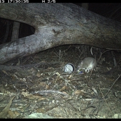 Perameles nasuta (Long-nosed Bandicoot) at Bucketty, NSW - 13 Jun 2025 by MartinPredavec