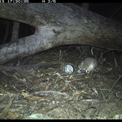 Perameles nasuta (Long-nosed Bandicoot) at Bucketty, NSW - 13 Jun 2025 by MartinPredavec