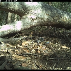 Antechinus flavipes (Yellow-footed Antechinus) at Bucketty, NSW - 14 Jun 2025 by MartinPredavec