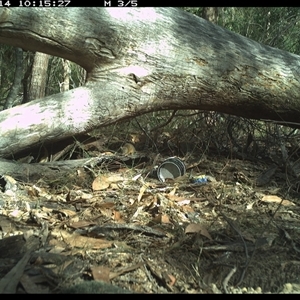 Antechinus flavipes at Bucketty, NSW - 14 Jun 2025 10:15 AM