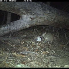 Perameles nasuta (Long-nosed Bandicoot) at Bucketty, NSW - 15 Jun 2025 by MartinPredavec