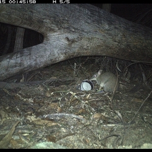 Perameles nasuta (Long-nosed Bandicoot) at Bucketty, NSW - 15 Jun 2025 by MartinPredavec