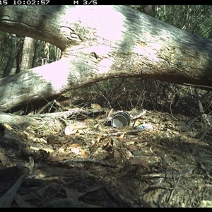 Antechinus flavipes at Bucketty, NSW - 15 Jun 2025 10:15 AM