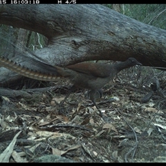 Menura novaehollandiae (Superb Lyrebird) at Bucketty, NSW - 15 Jun 2025 by MartinPredavec