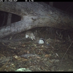 Perameles nasuta (Long-nosed Bandicoot) at Bucketty, NSW - 15 Jun 2025 by MartinPredavec