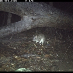 Perameles nasuta (Long-nosed Bandicoot) at Bucketty, NSW - 16 Jun 2025 by MartinPredavec