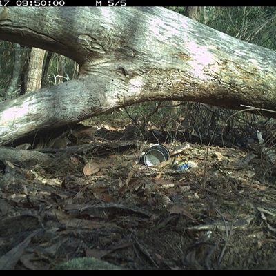 Antechinus flavipes (Yellow-footed Antechinus) at Bucketty, NSW - 17 Jun 2025 by MartinPredavec
