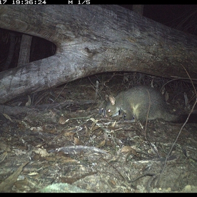 Trichosurus vulpecula (Common Brushtail Possum) at Bucketty, NSW - 17 Jun 2025 by MartinPredavec