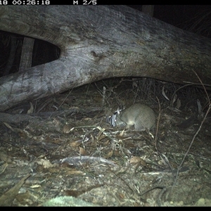 Perameles nasuta (Long-nosed Bandicoot) at Bucketty, NSW - 18 Jun 2025 by MartinPredavec