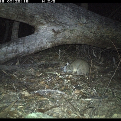 Perameles nasuta (Long-nosed Bandicoot) at Bucketty, NSW - 18 Jun 2025 by MartinPredavec