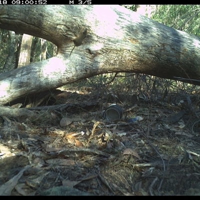 Antechinus flavipes (Yellow-footed Antechinus) at Bucketty, NSW - 18 Jun 2025 by MartinPredavec