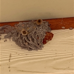 Apocrita (suborder) Nest (Unidentified wasp nest) at Bendick Murrell, NSW - 22 Jun 2025 by BCTbluebucket